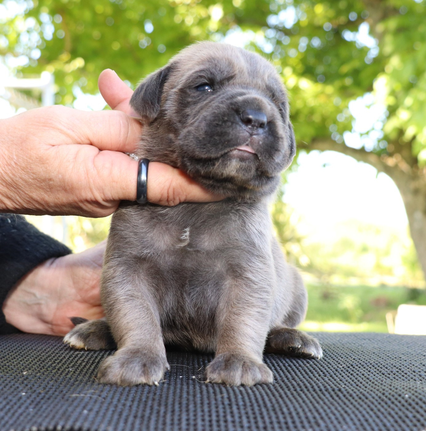 Du Domaine Des Vents Landais - Chiots disponibles - Cane Corso