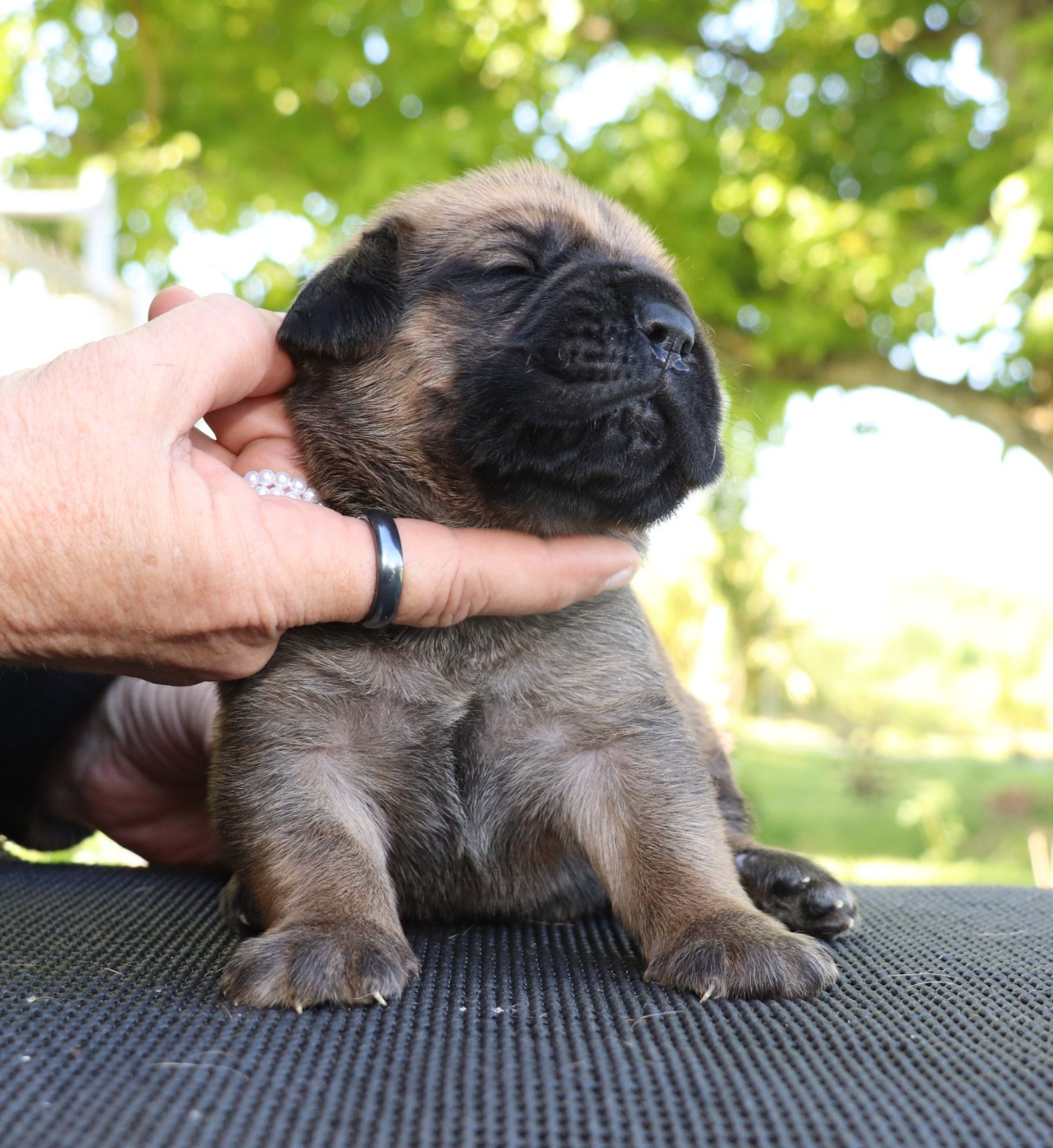 Du Domaine Des Vents Landais - Chiots disponibles - Cane Corso