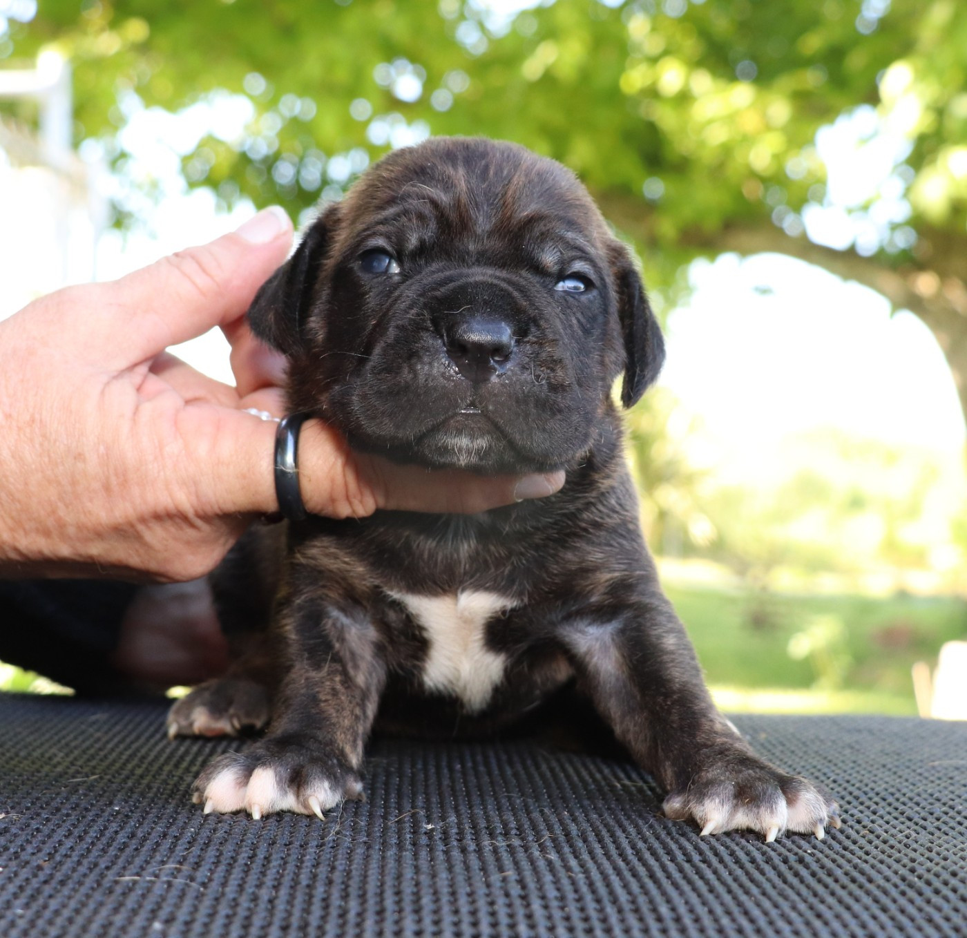 Du Domaine Des Vents Landais - Chiots disponibles - Cane Corso