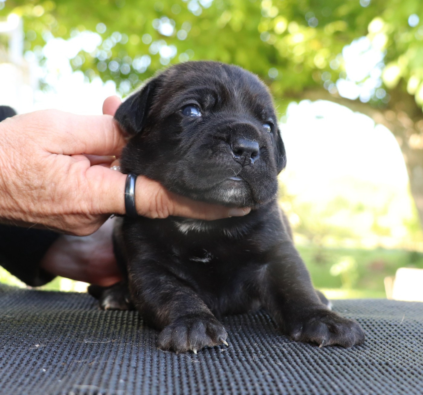 Du Domaine Des Vents Landais - Chiots disponibles - Cane Corso