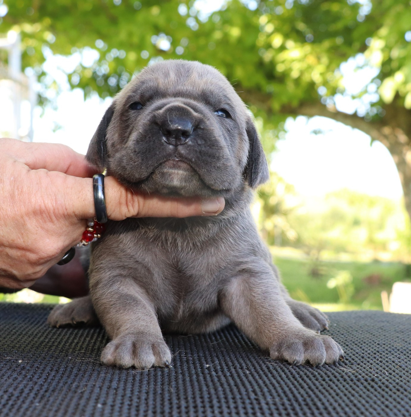 Du Domaine Des Vents Landais - Chiots disponibles - Cane Corso