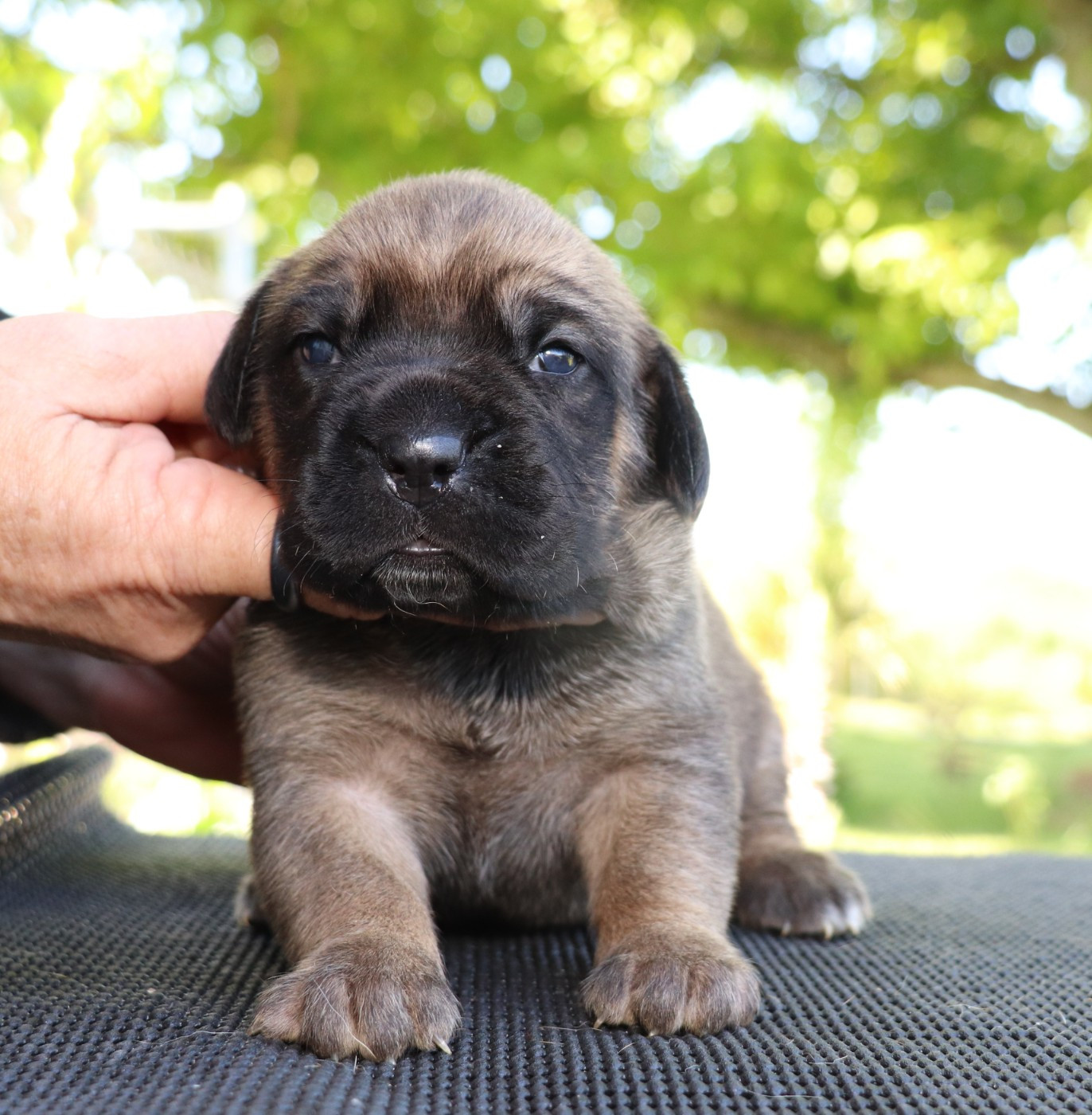 Du Domaine Des Vents Landais - Chiots disponibles - Cane Corso