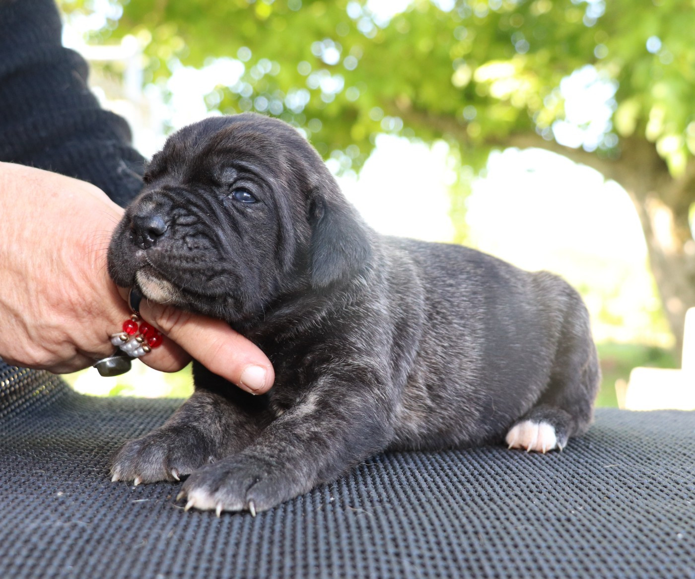 Du Domaine Des Vents Landais - Chiots disponibles - Cane Corso
