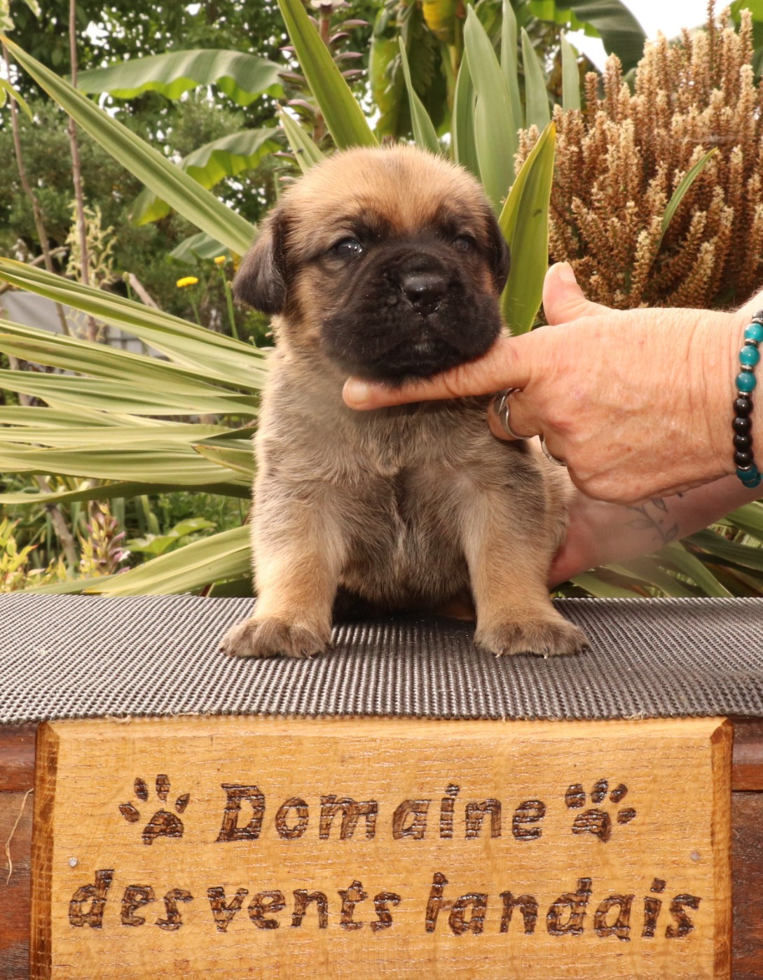 Du Domaine Des Vents Landais - Chiots disponibles - Cane Corso