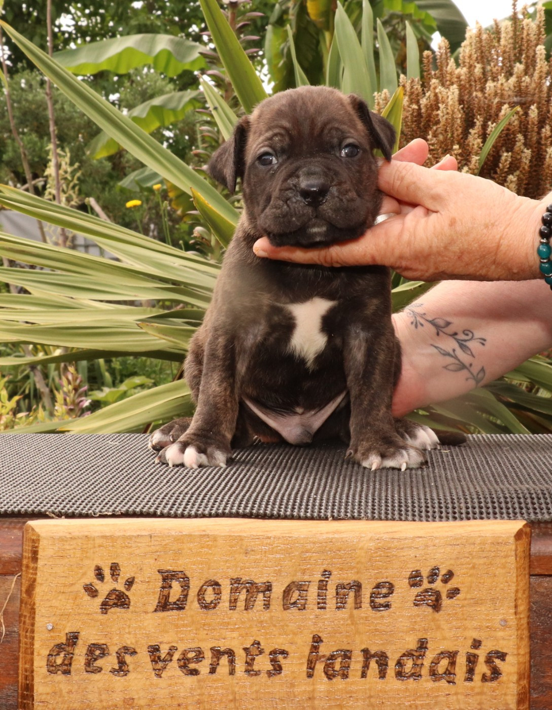 Du Domaine Des Vents Landais - Chiots disponibles - Cane Corso