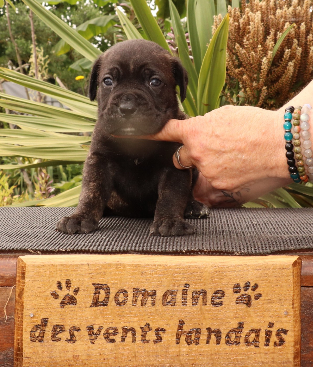 Du Domaine Des Vents Landais - Chiots disponibles - Cane Corso