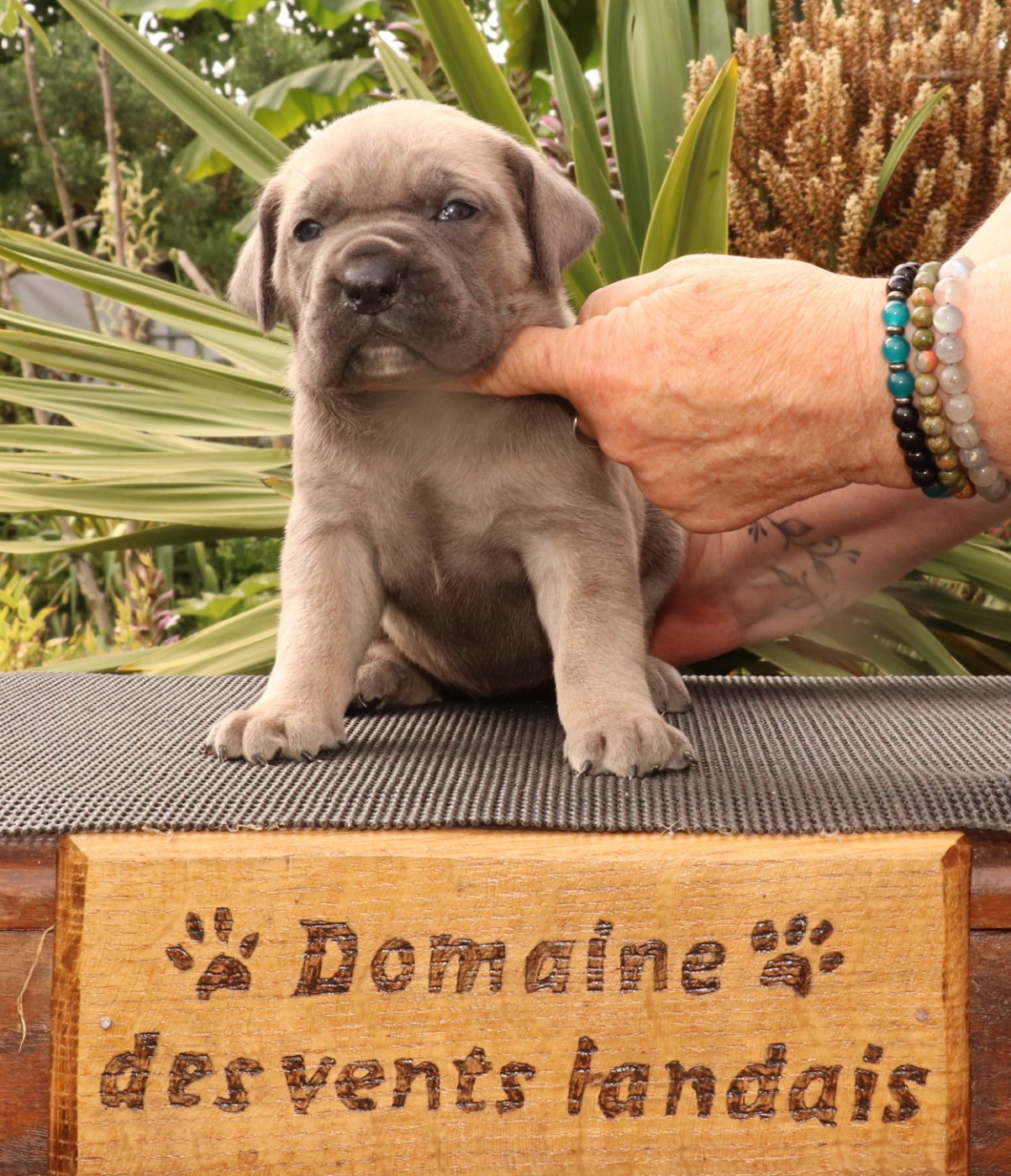 Du Domaine Des Vents Landais - Chiots disponibles - Cane Corso