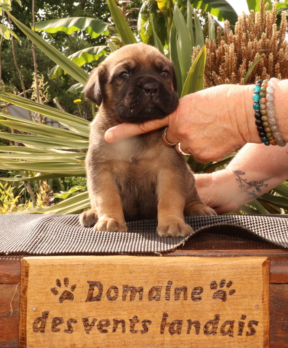 Du Domaine Des Vents Landais - Chiots disponibles - Cane Corso