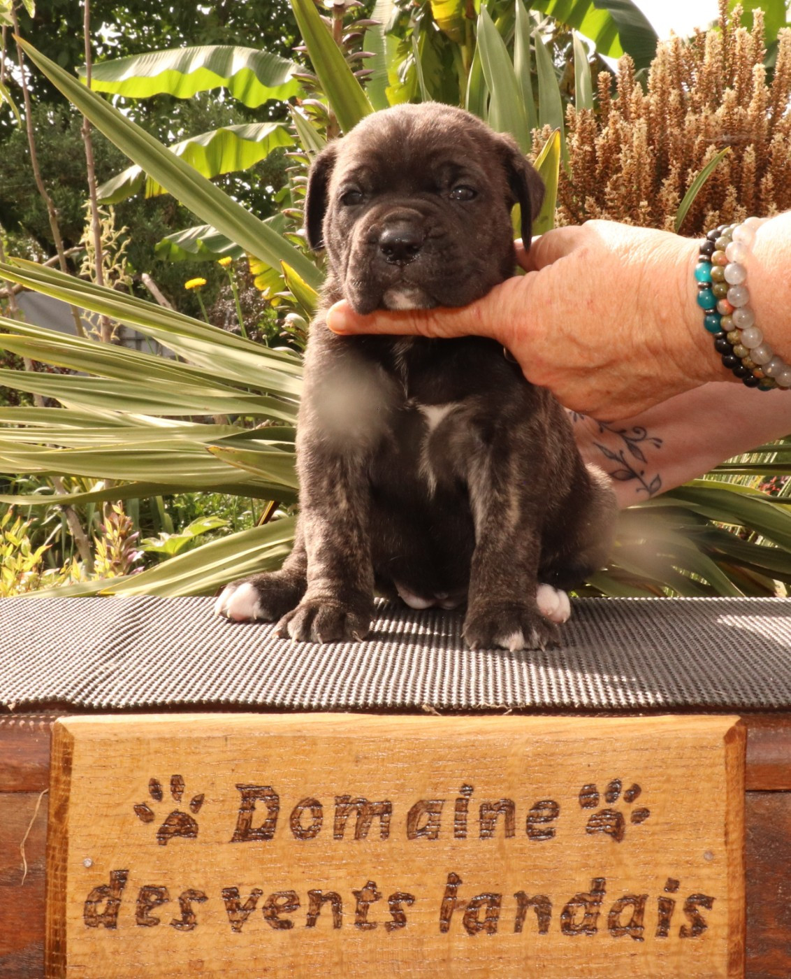 Du Domaine Des Vents Landais - Chiots disponibles - Cane Corso