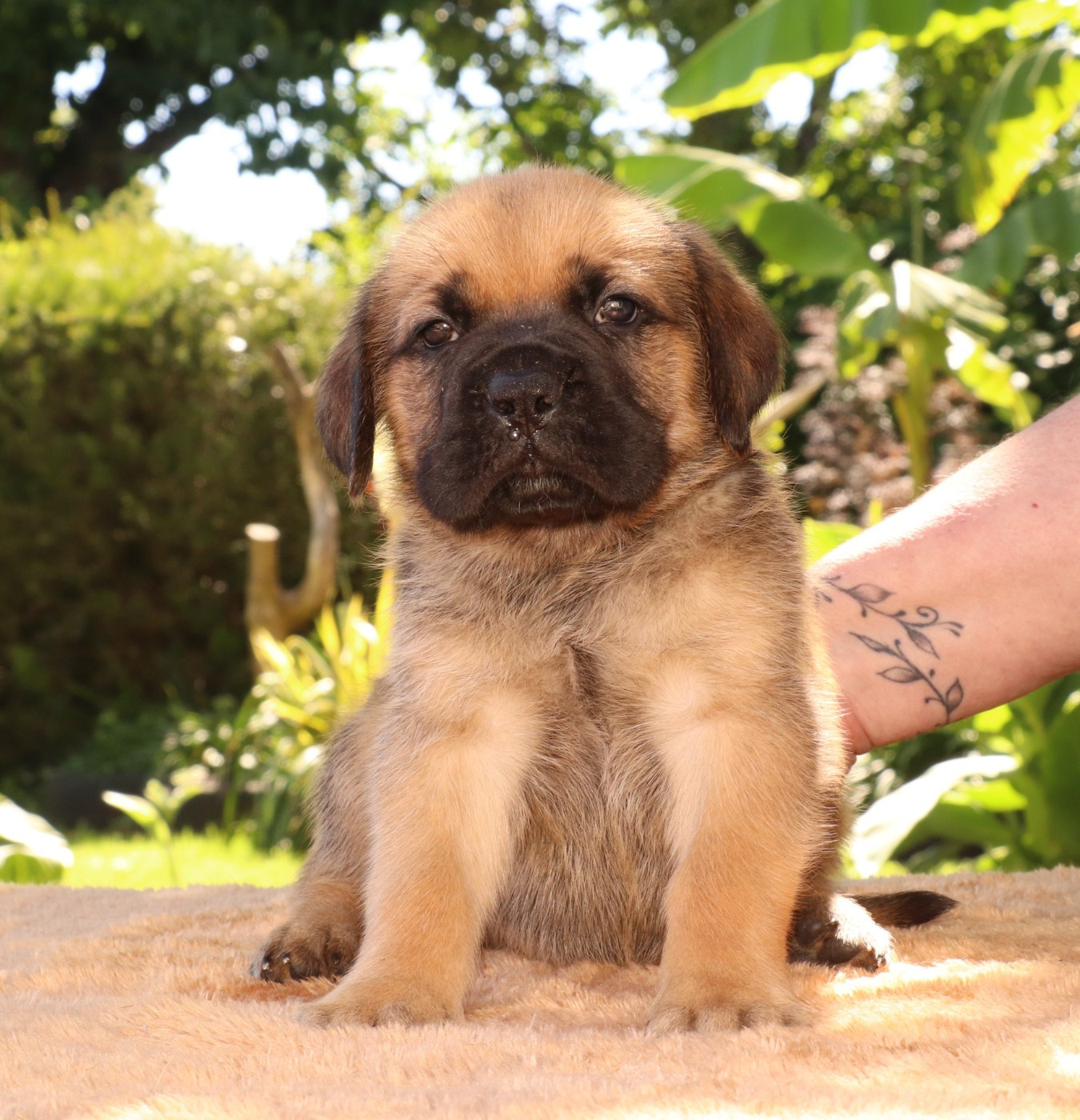 Du Domaine Des Vents Landais - Chiots disponibles - Cane Corso