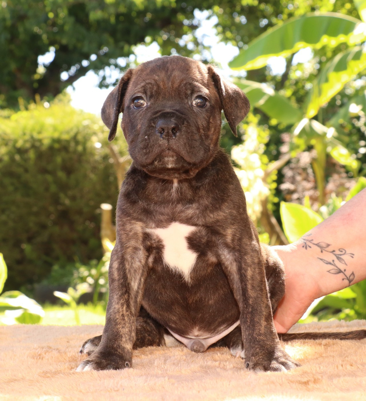 Du Domaine Des Vents Landais - Chiots disponibles - Cane Corso