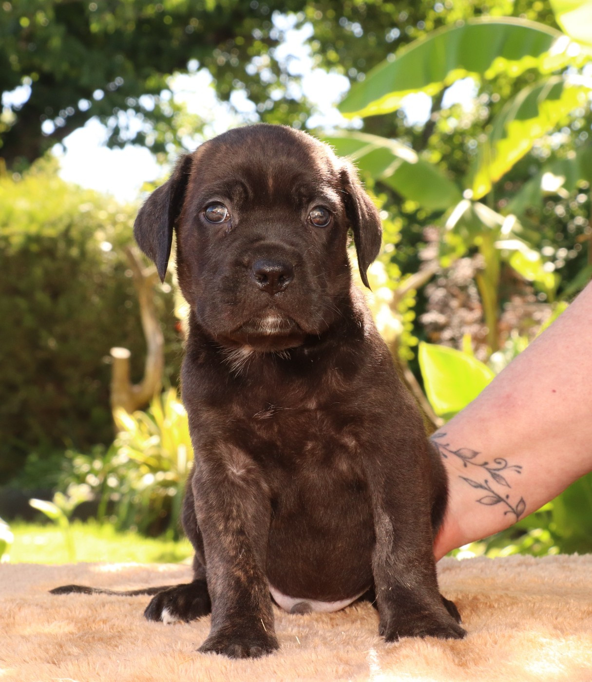 Du Domaine Des Vents Landais - Chiots disponibles - Cane Corso