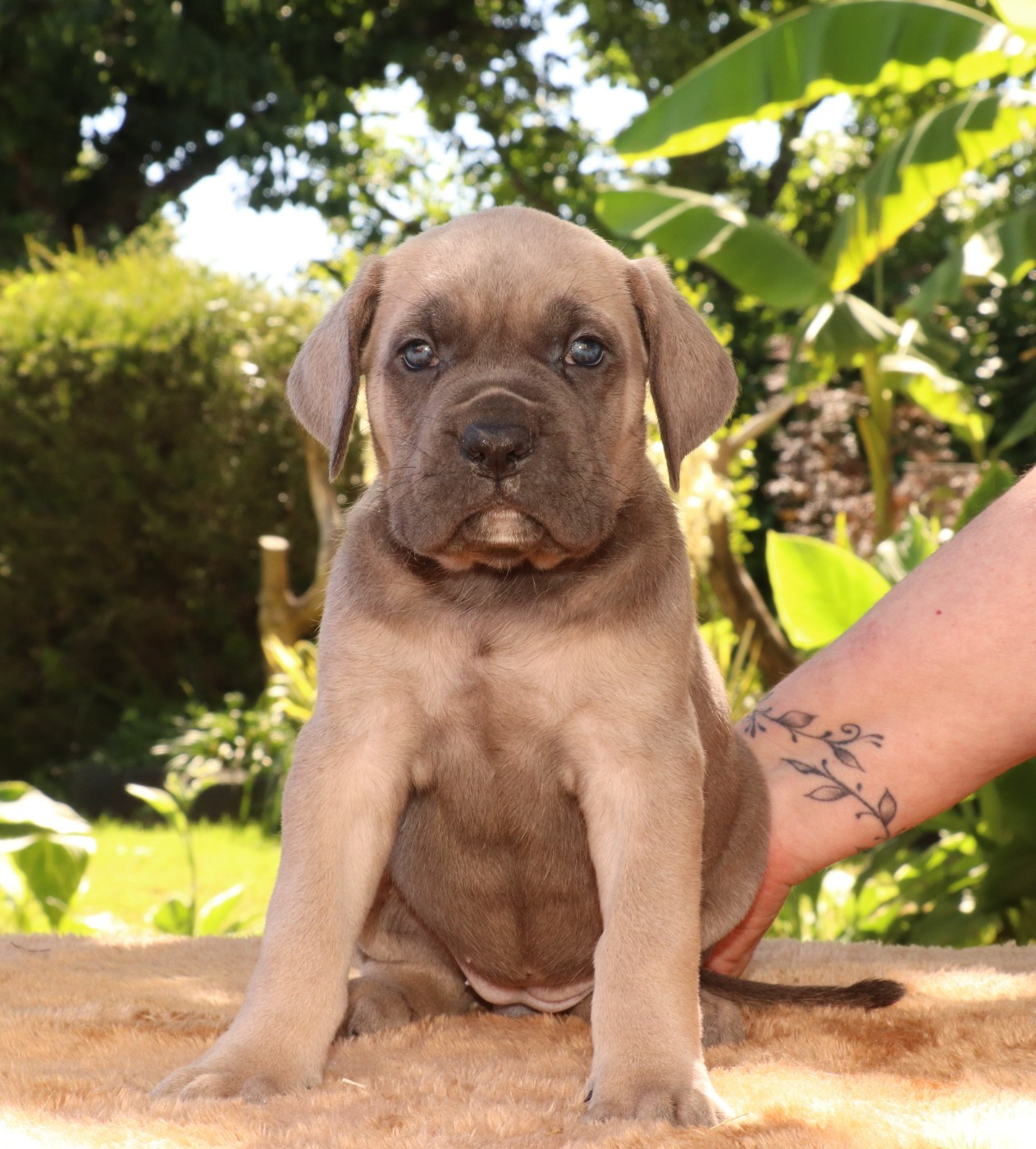 Du Domaine Des Vents Landais - Chiots disponibles - Cane Corso