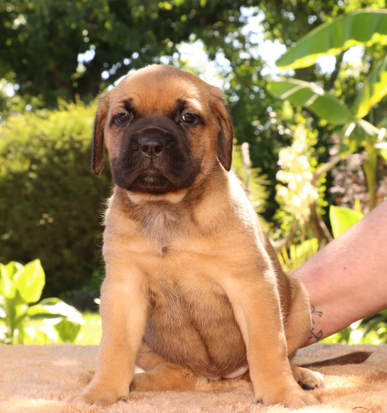 Du Domaine Des Vents Landais - Chiots disponibles - Cane Corso
