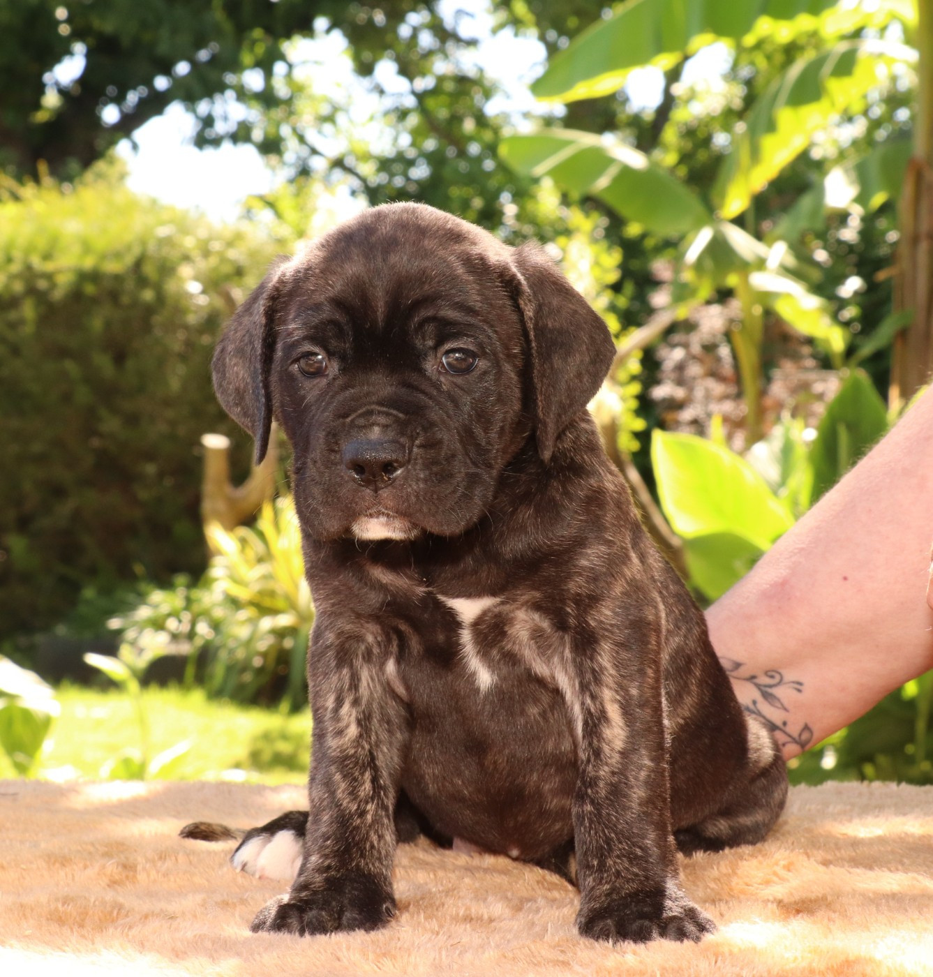 Du Domaine Des Vents Landais - Chiots disponibles - Cane Corso