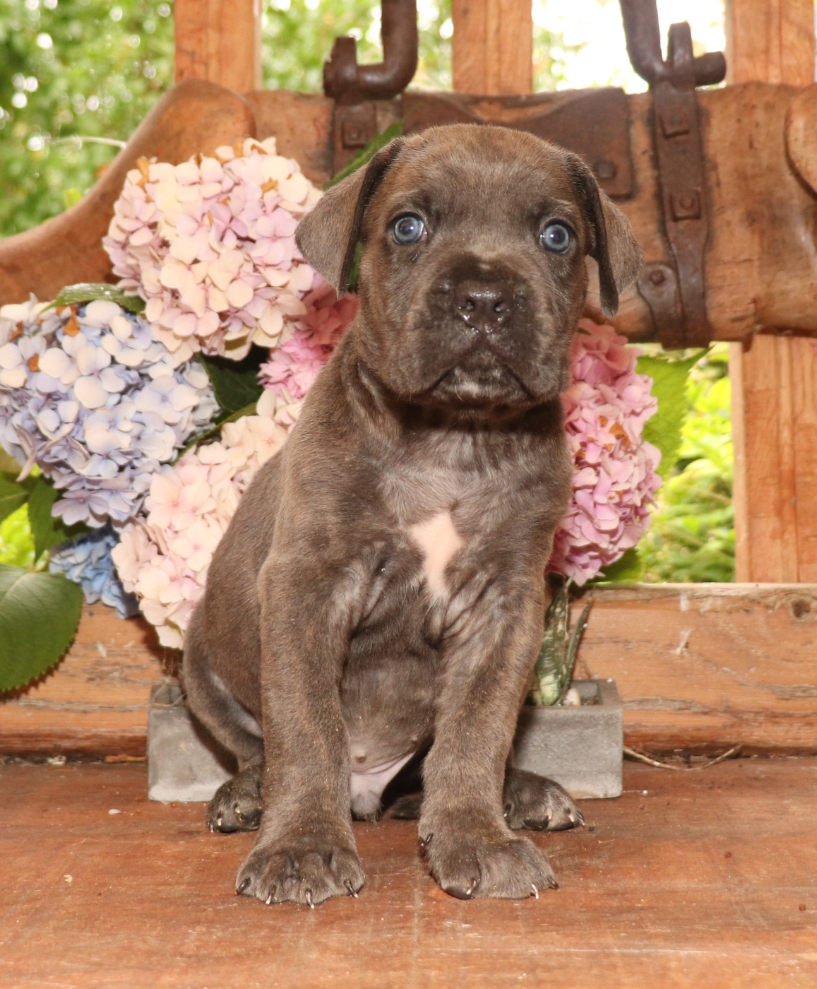 Du Domaine Des Vents Landais - Chiots disponibles - Cane Corso