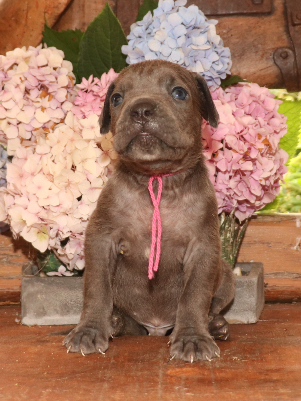 Du Domaine Des Vents Landais - Chiots disponibles - Cane Corso