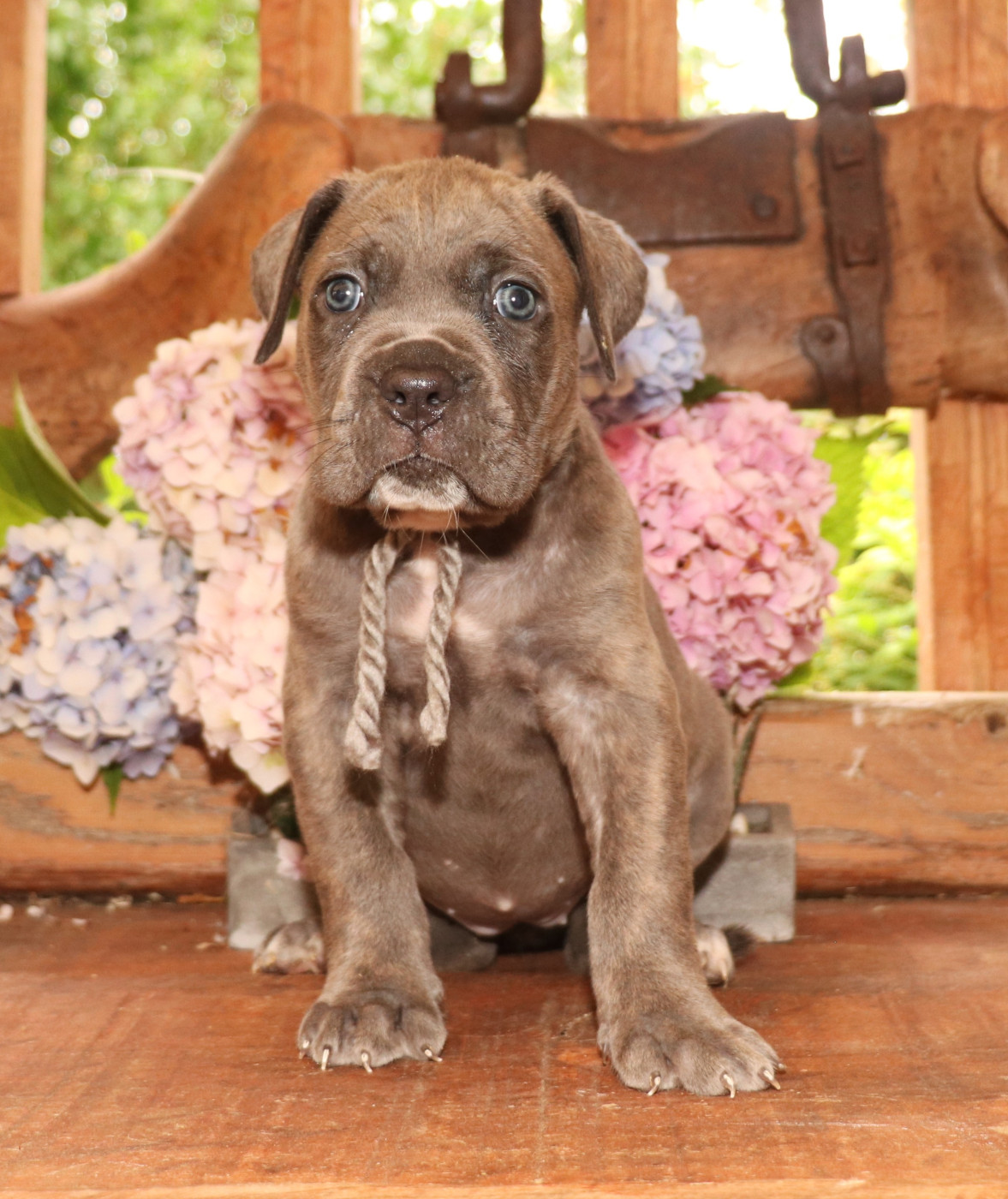 Du Domaine Des Vents Landais - Chiots disponibles - Cane Corso