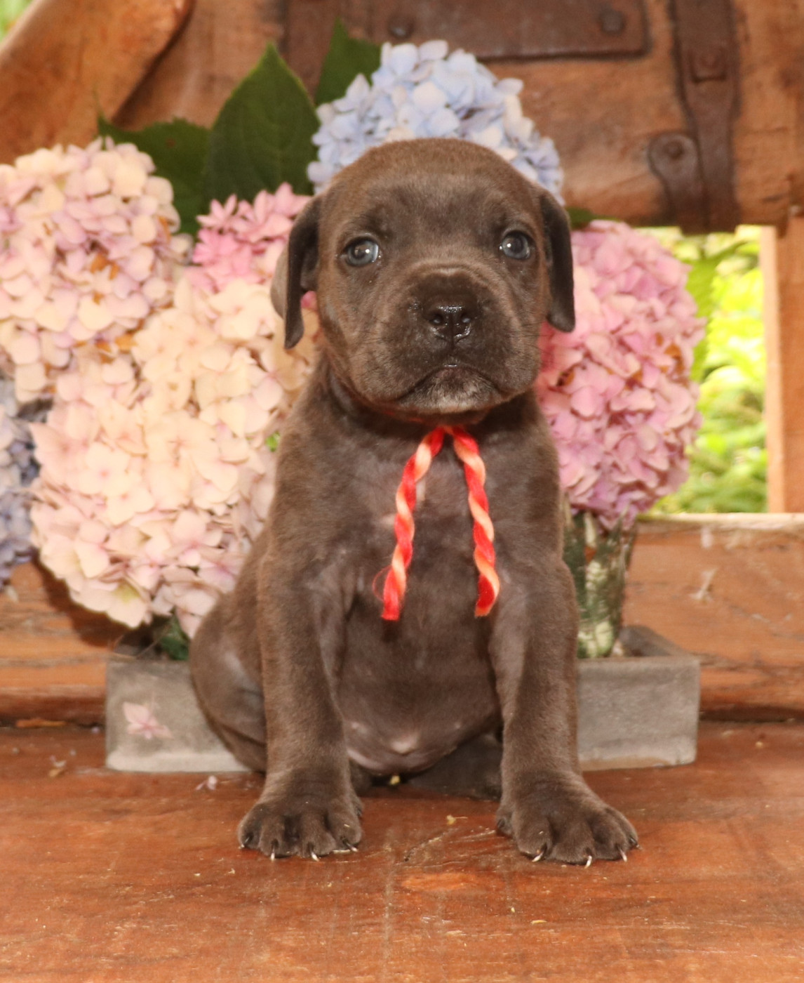 Du Domaine Des Vents Landais - Chiots disponibles - Cane Corso