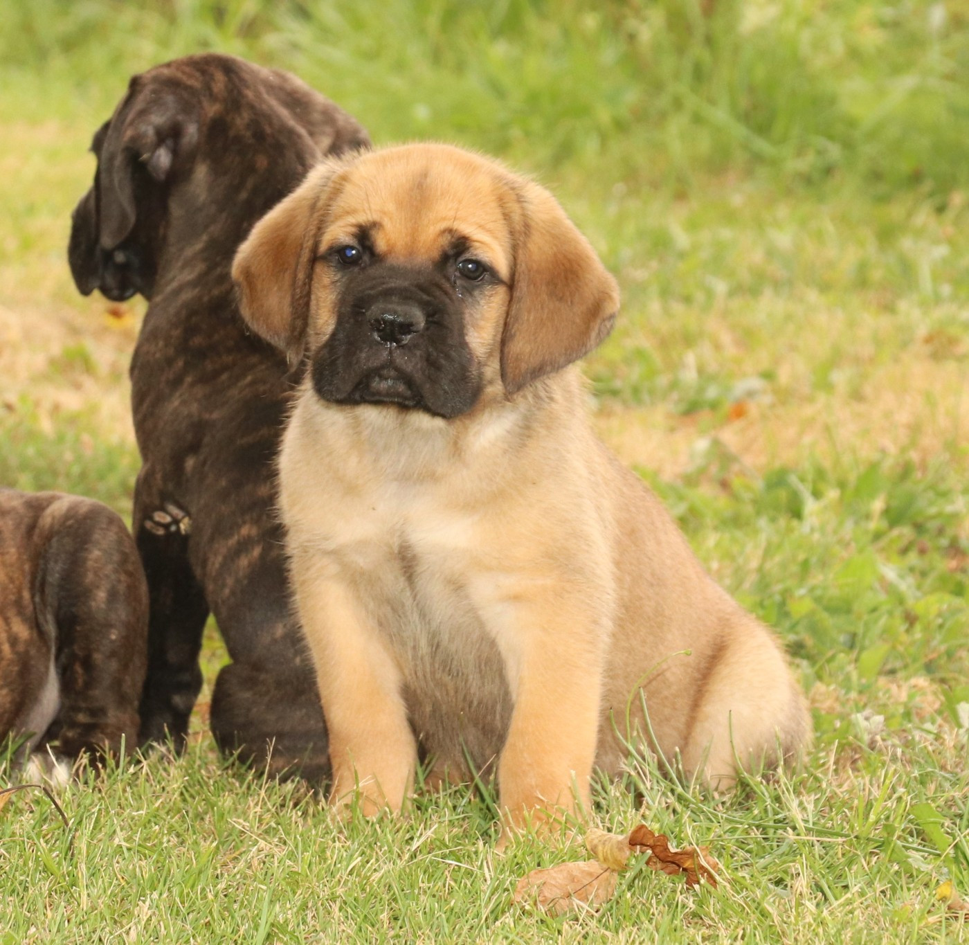 Du Domaine Des Vents Landais - Chiots disponibles - Cane Corso