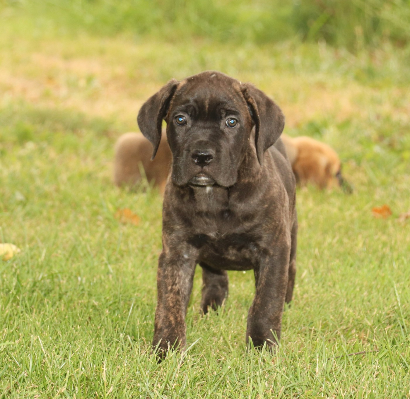 Du Domaine Des Vents Landais - Chiots disponibles - Cane Corso