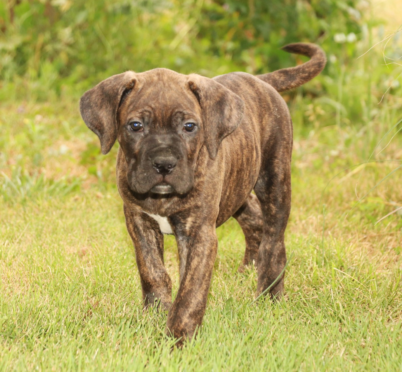 Du Domaine Des Vents Landais - Chiots disponibles - Cane Corso