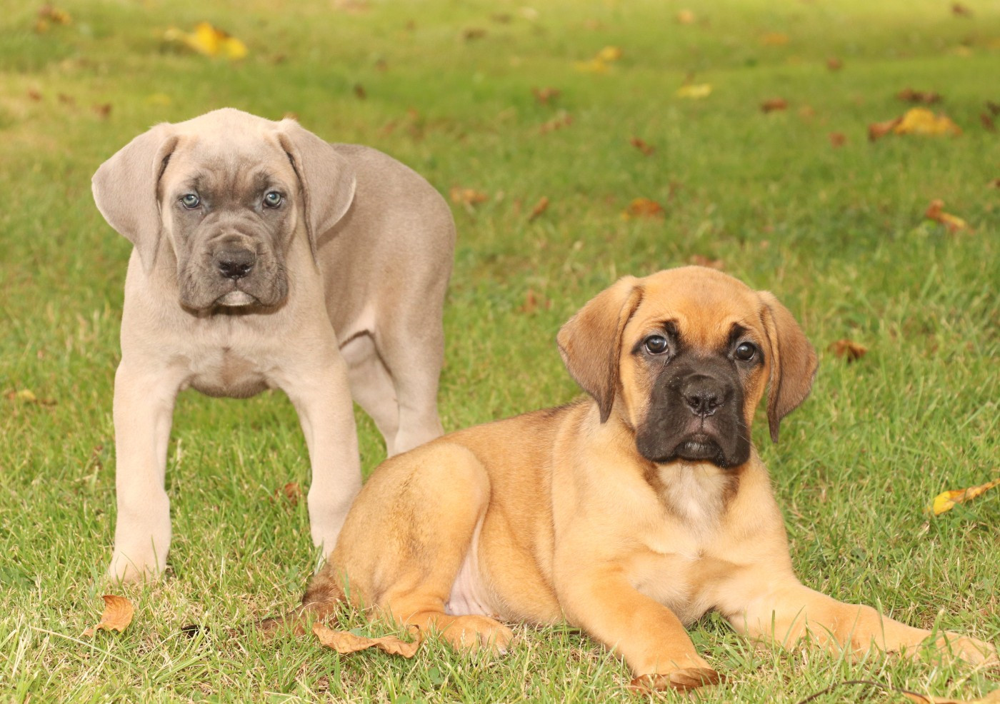 Du Domaine Des Vents Landais - Chiots disponibles - Cane Corso