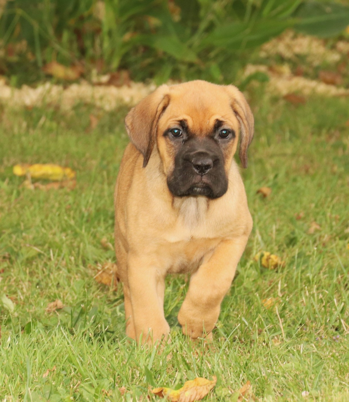 Du Domaine Des Vents Landais - Chiots disponibles - Cane Corso