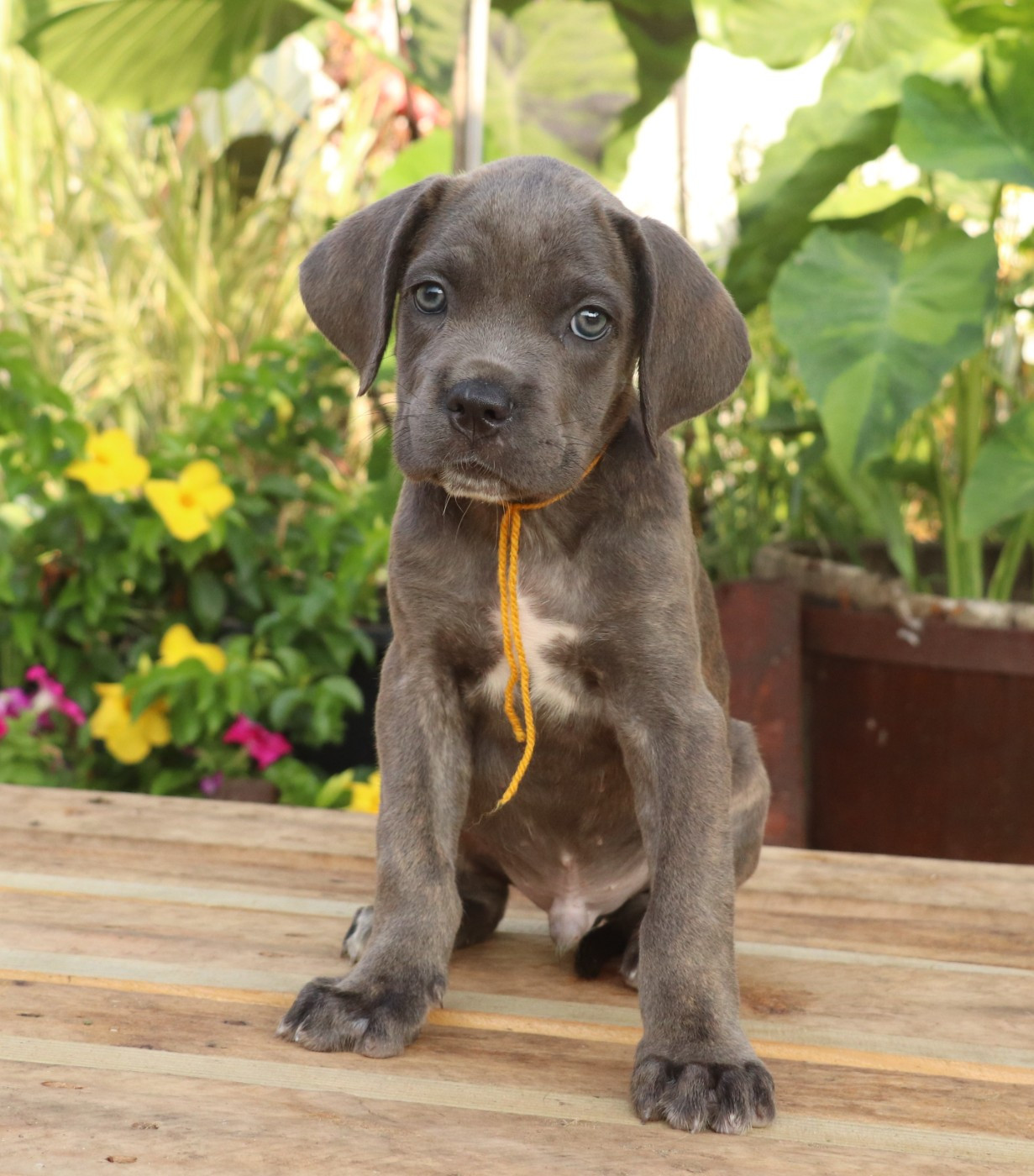 Du Domaine Des Vents Landais - Chiots disponibles - Cane Corso