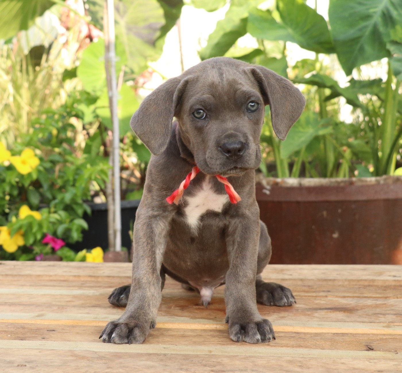 Du Domaine Des Vents Landais - Chiots disponibles - Cane Corso