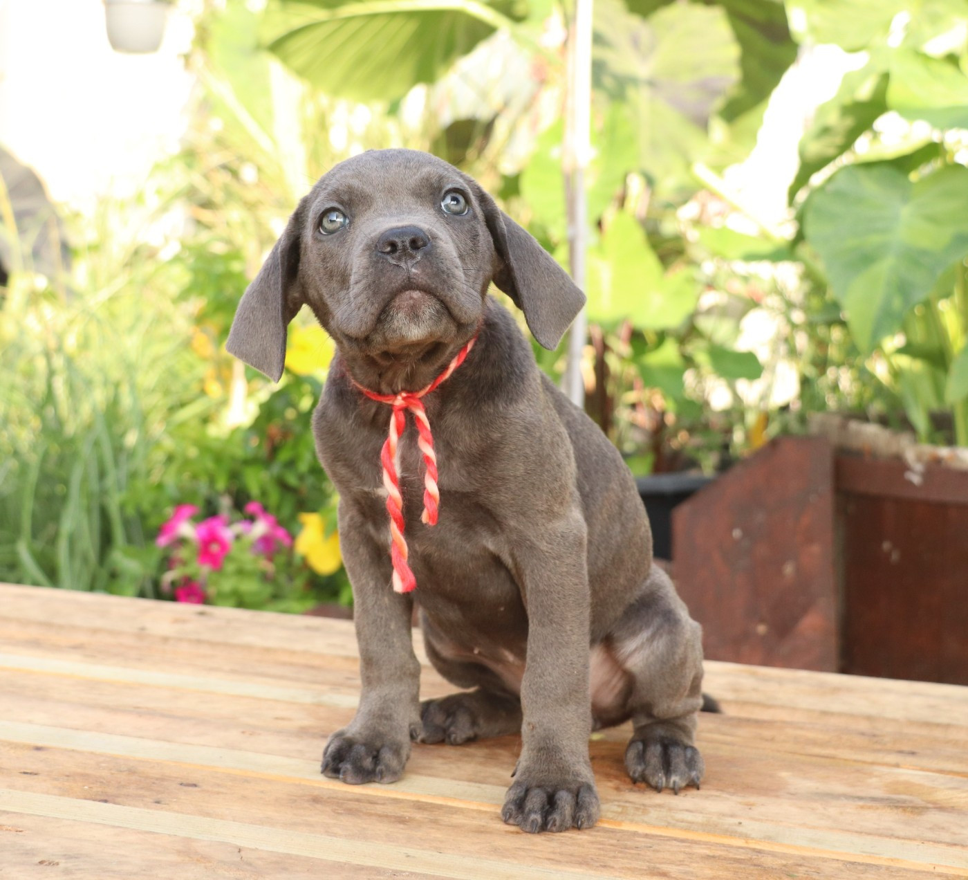 Du Domaine Des Vents Landais - Chiots disponibles - Cane Corso