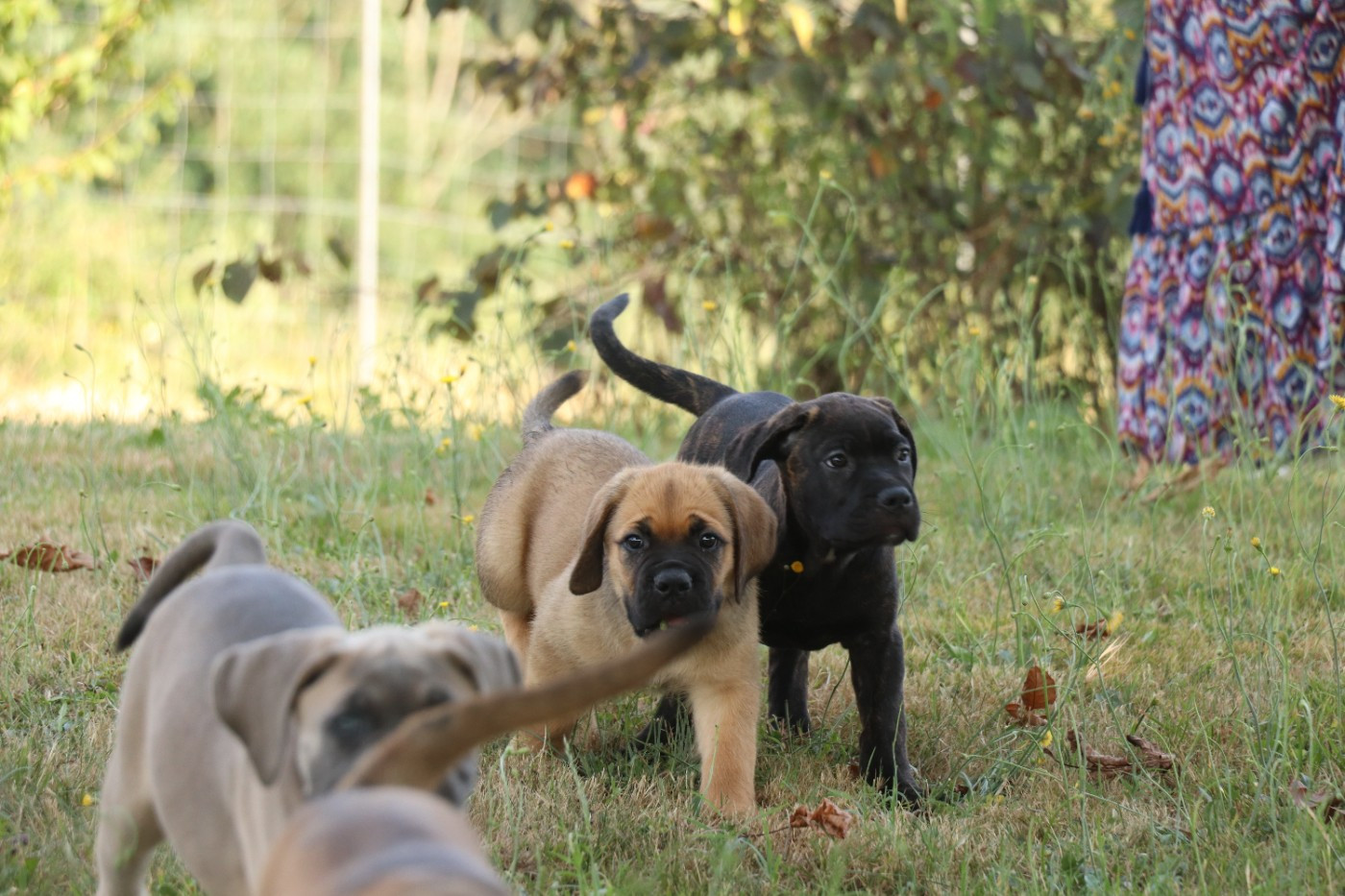 Du Domaine Des Vents Landais - Chiots disponibles - Cane Corso