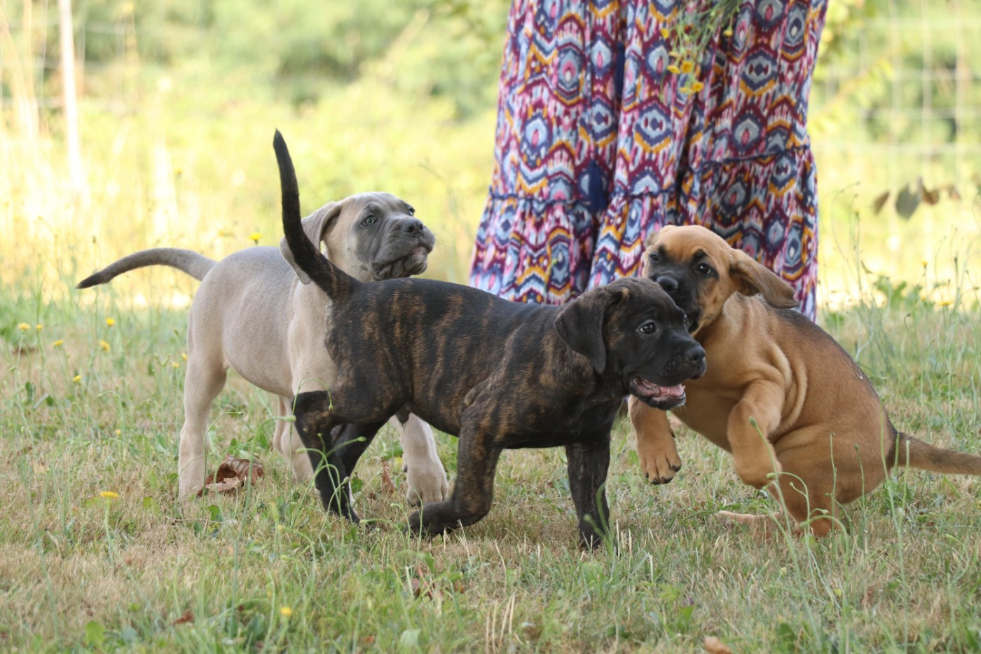 Du Domaine Des Vents Landais - Chiots disponibles - Cane Corso