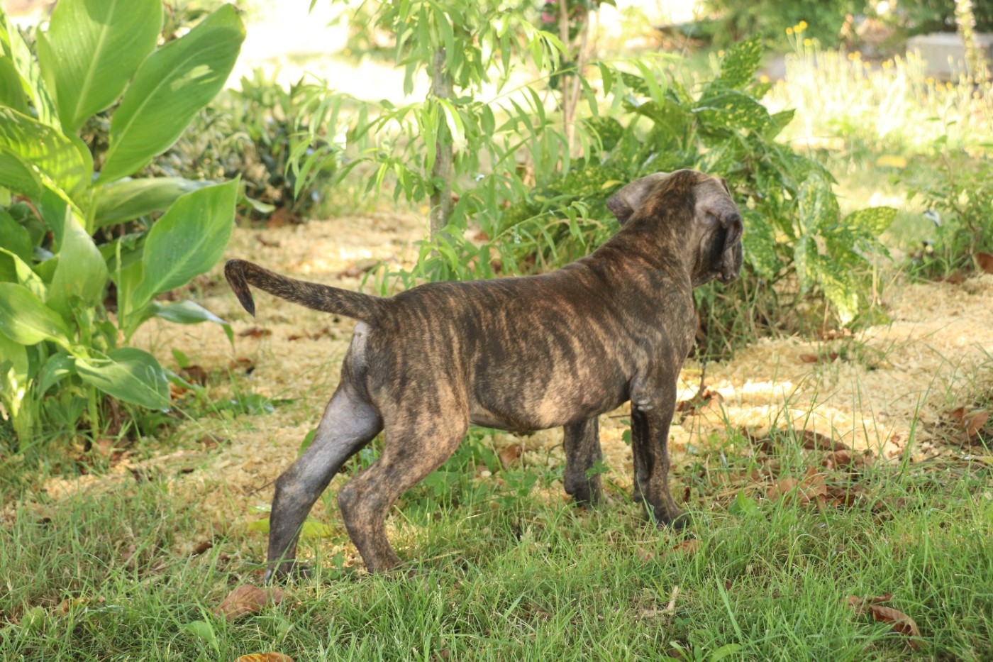 Du Domaine Des Vents Landais - Chiots disponibles - Cane Corso