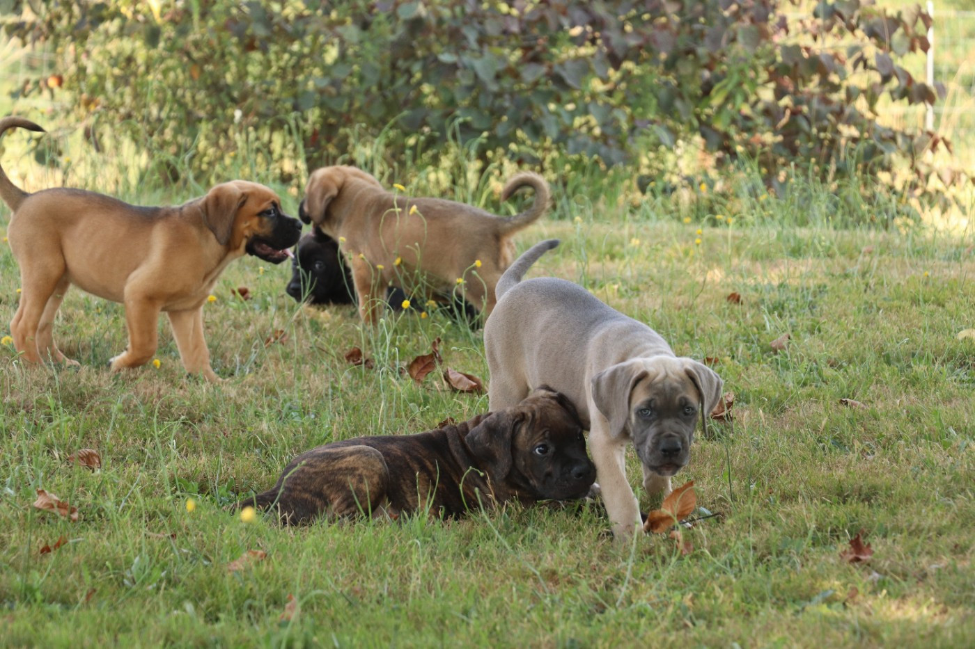 Du Domaine Des Vents Landais - Chiots disponibles - Cane Corso