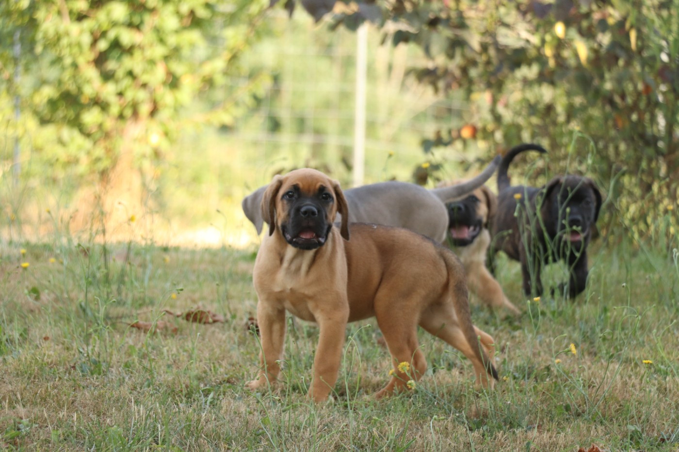 Du Domaine Des Vents Landais - Chiots disponibles - Cane Corso