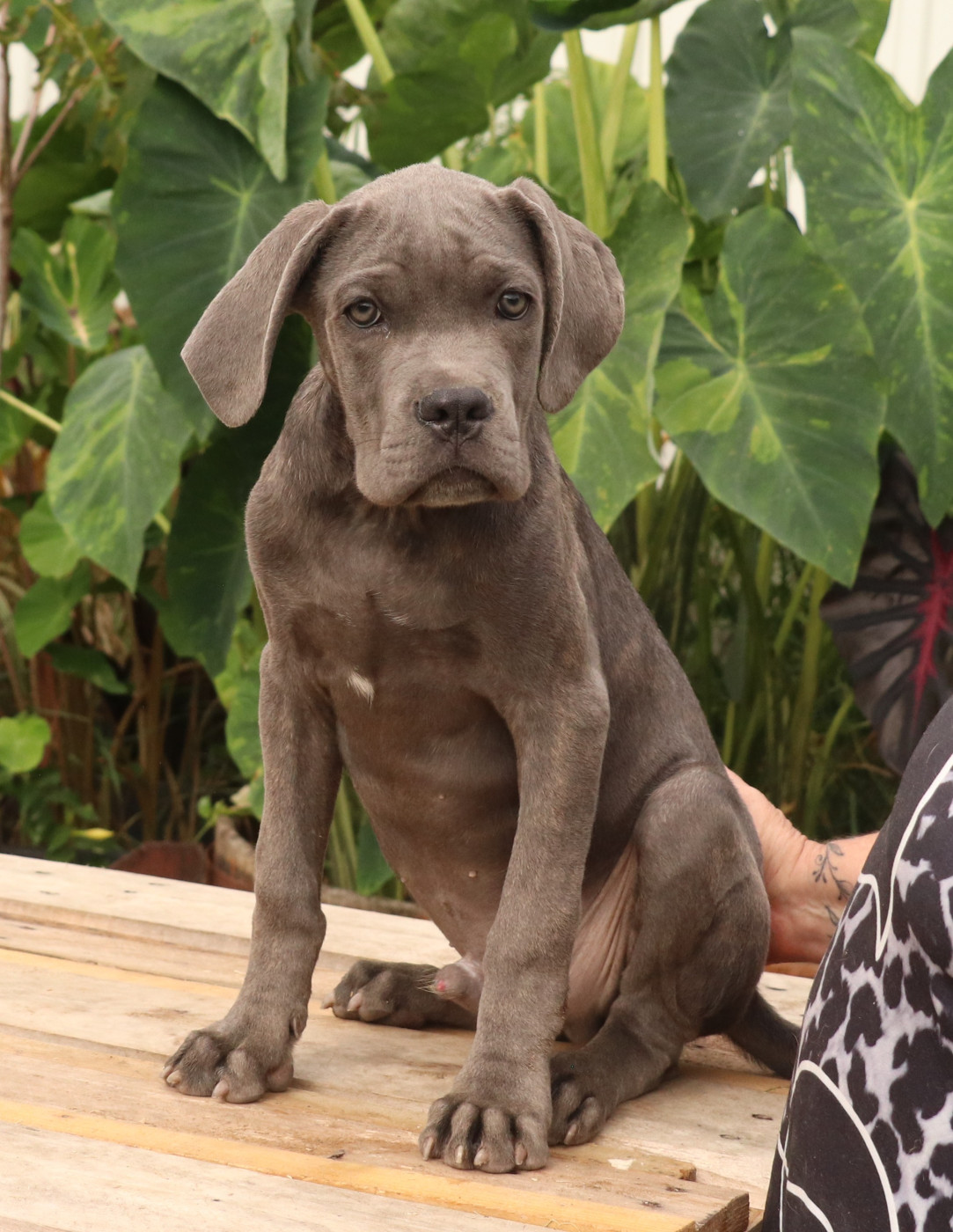 Du Domaine Des Vents Landais - Chiots disponibles - Cane Corso