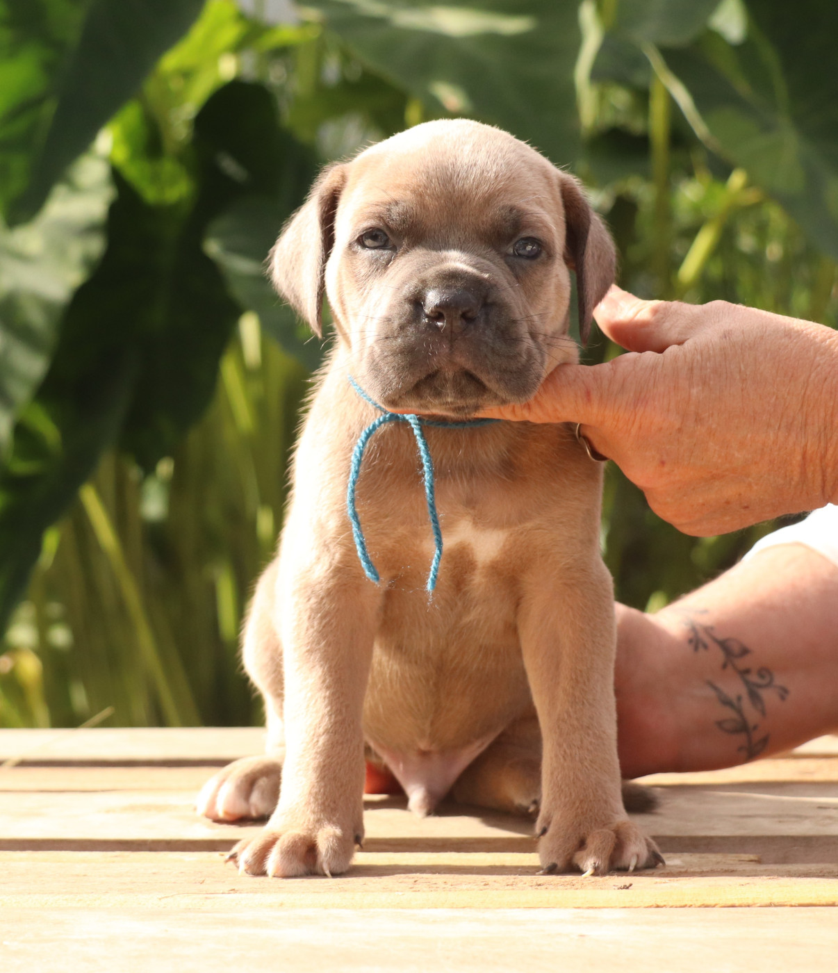 Du Domaine Des Vents Landais - Chiots disponibles - Cane Corso