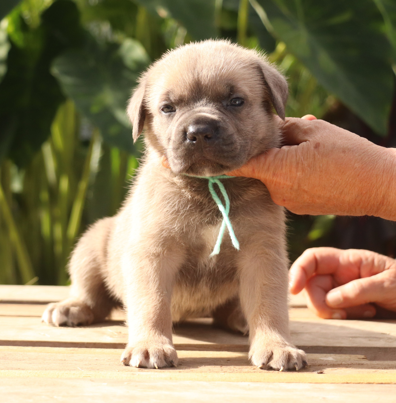 Du Domaine Des Vents Landais - Chiots disponibles - Cane Corso