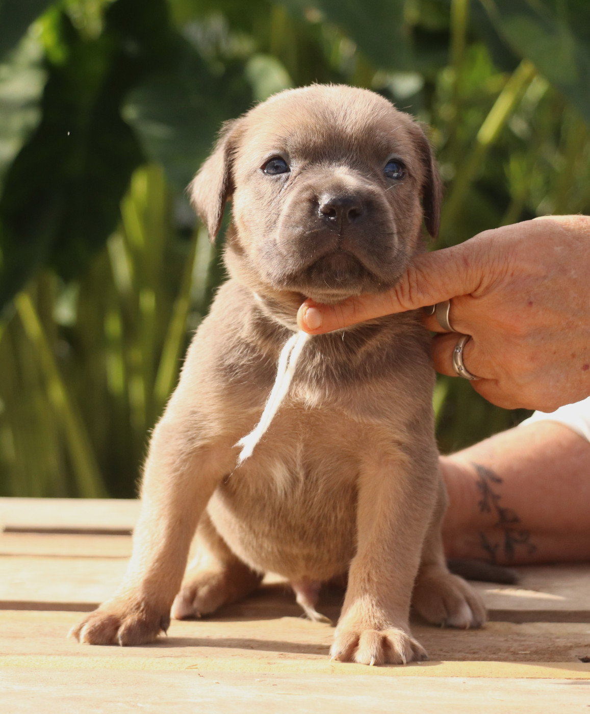 Du Domaine Des Vents Landais - Chiots disponibles - Cane Corso