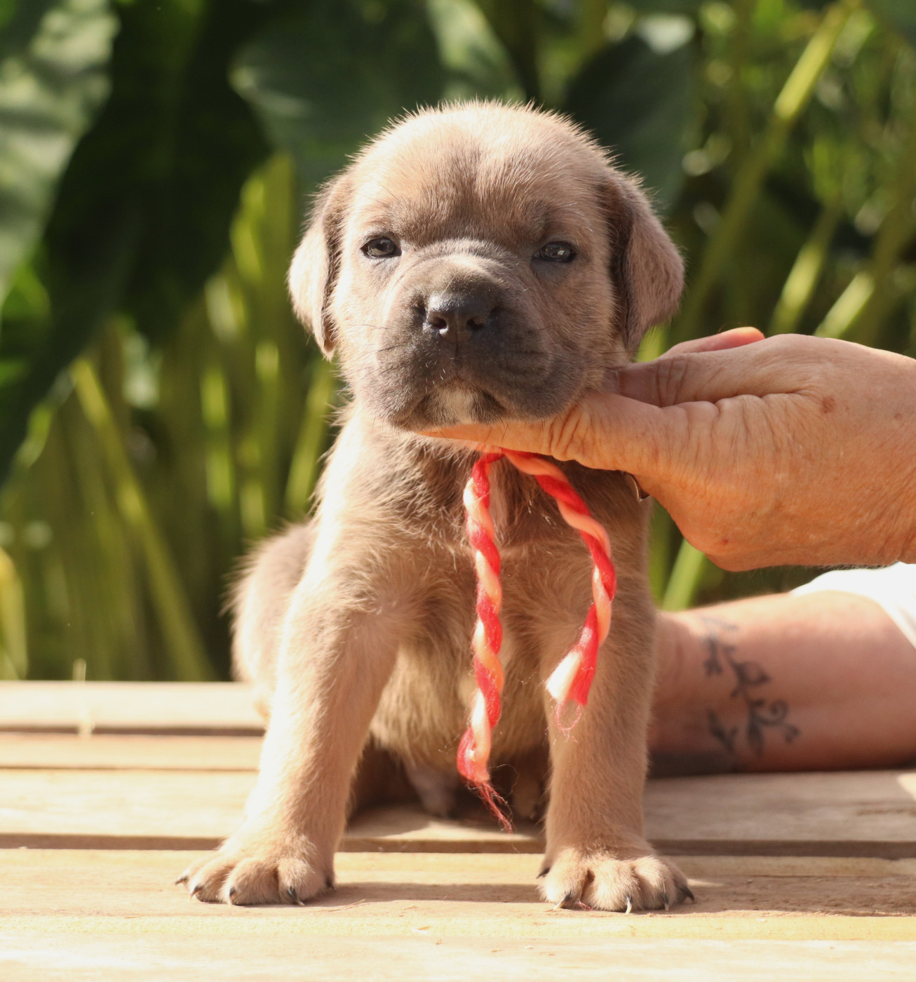Du Domaine Des Vents Landais - Chiots disponibles - Cane Corso