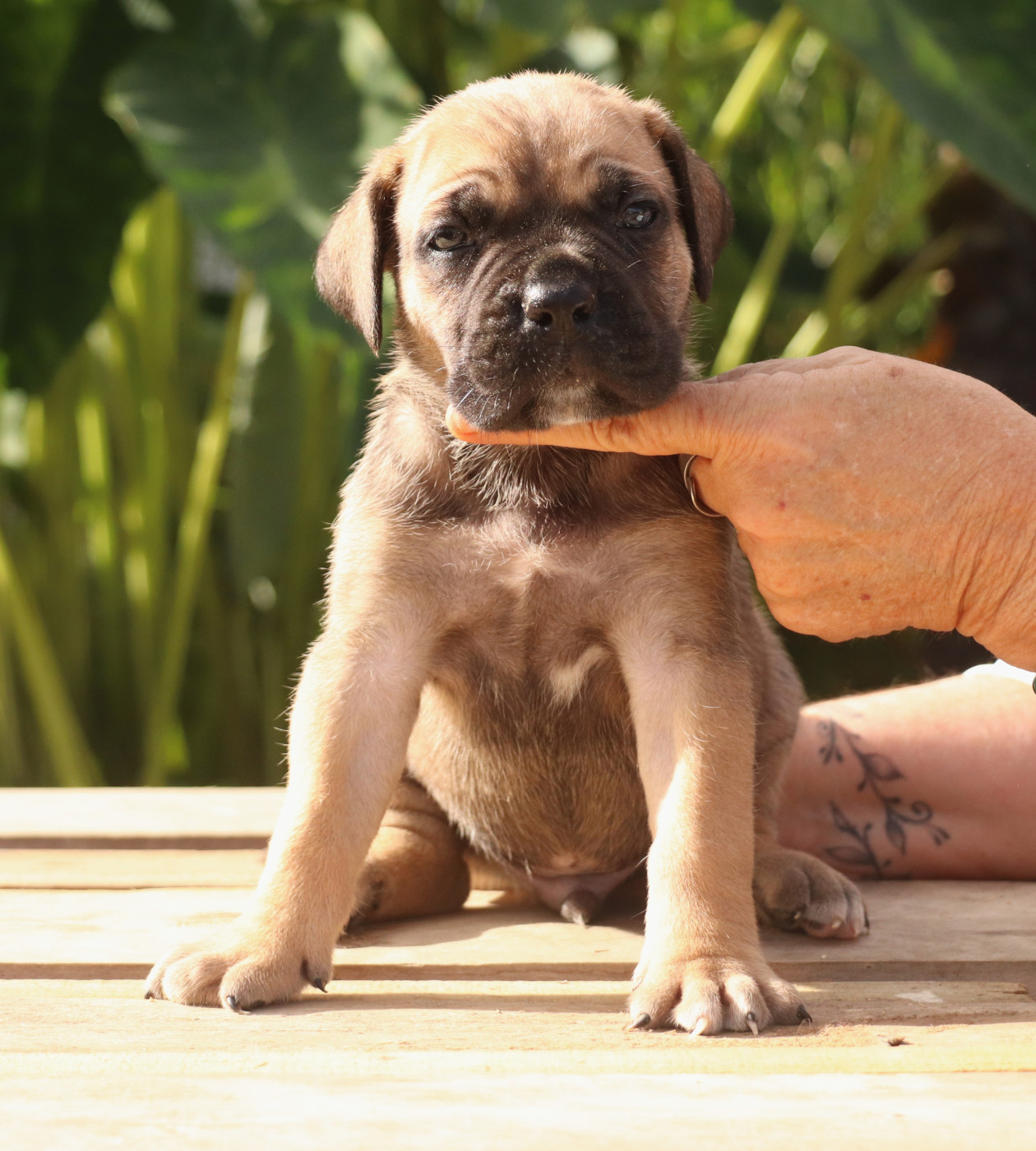 Du Domaine Des Vents Landais - Chiots disponibles - Cane Corso