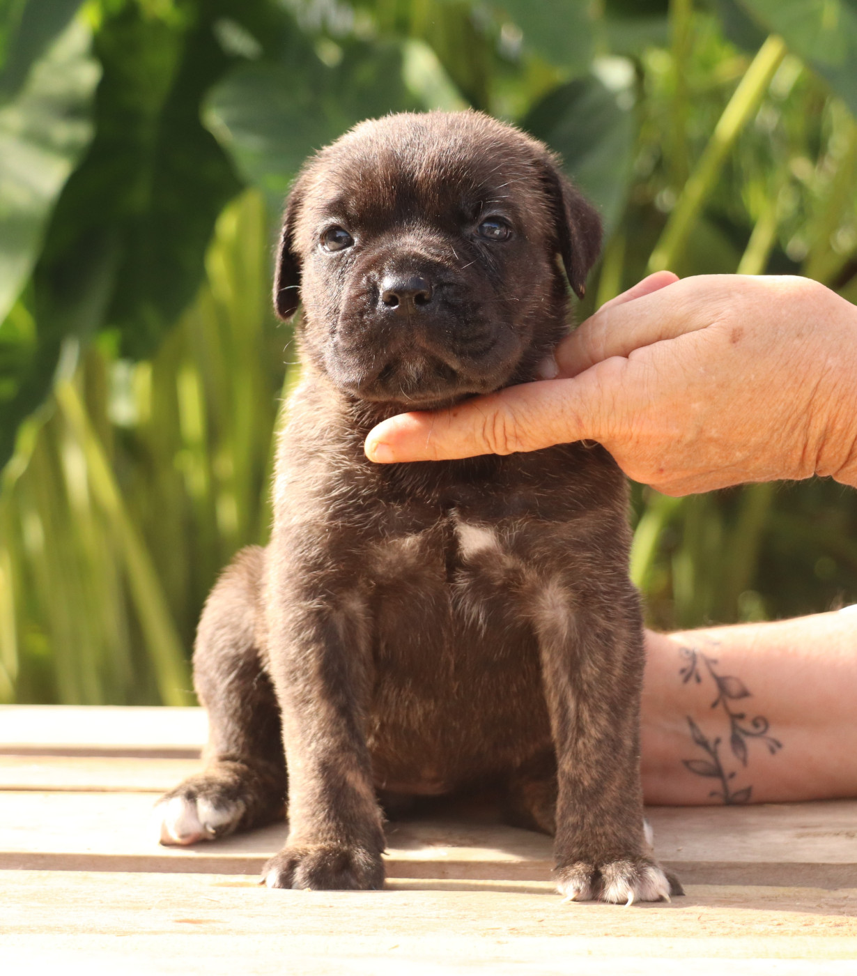 Du Domaine Des Vents Landais - Chiots disponibles - Cane Corso