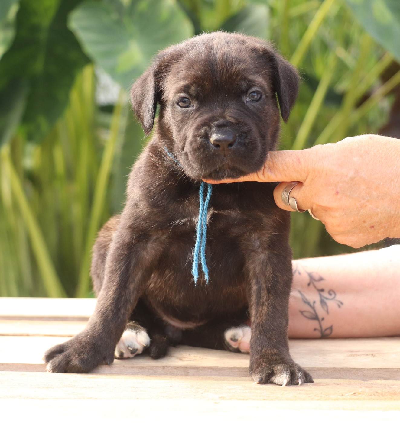 Du Domaine Des Vents Landais - Chiots disponibles - Cane Corso