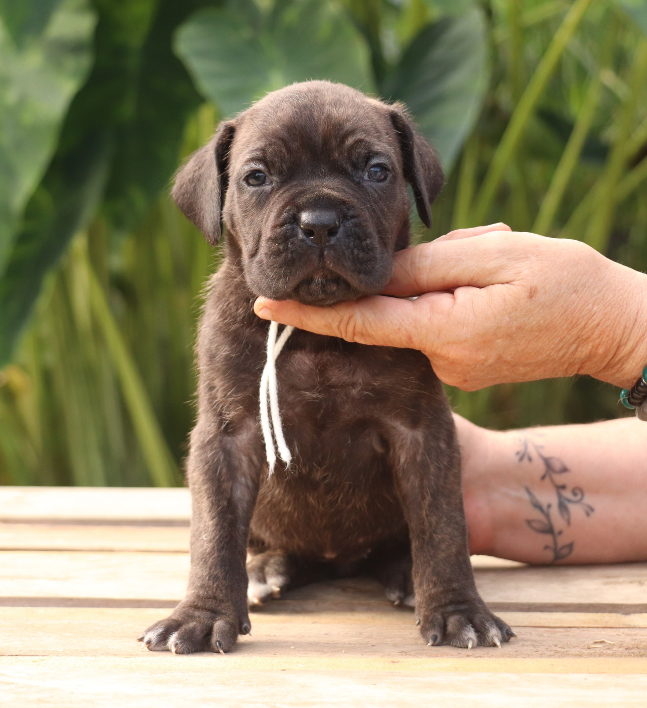 Du Domaine Des Vents Landais - Chiots disponibles - Cane Corso