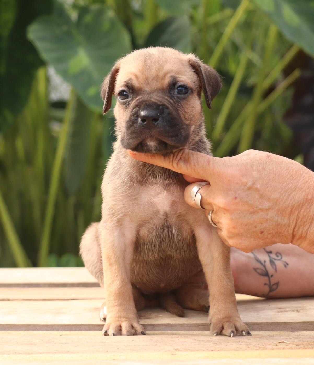 Du Domaine Des Vents Landais - Chiots disponibles - Cane Corso