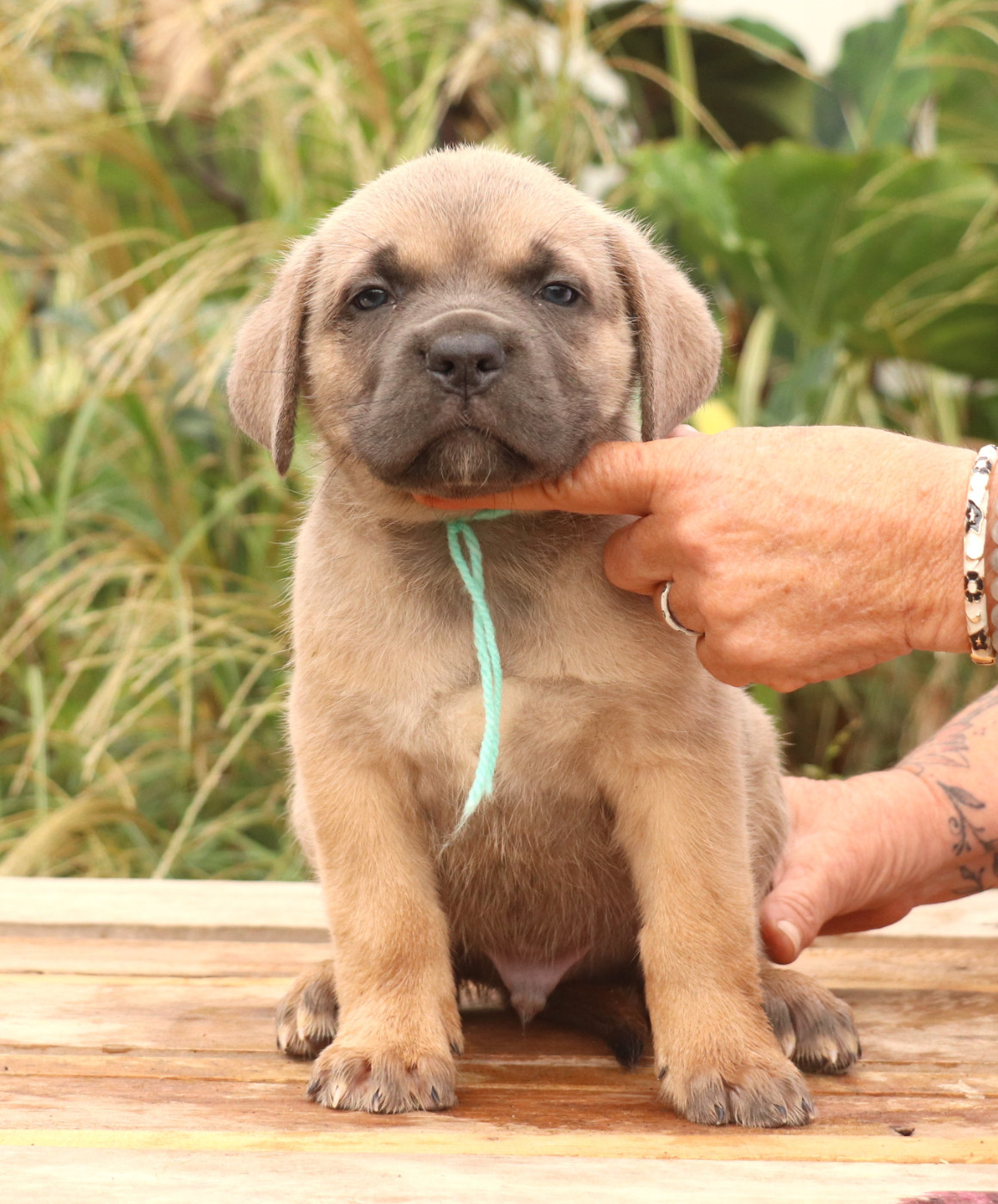 Du Domaine Des Vents Landais - Chiots disponibles - Cane Corso