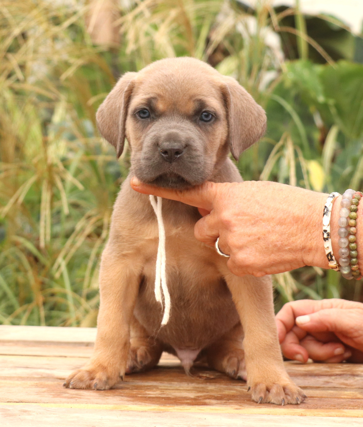 Du Domaine Des Vents Landais - Chiots disponibles - Cane Corso