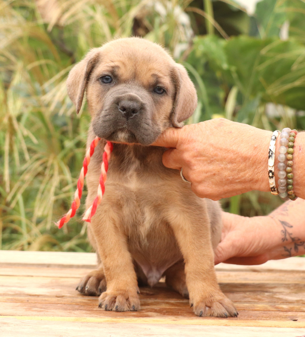 Du Domaine Des Vents Landais - Chiots disponibles - Cane Corso