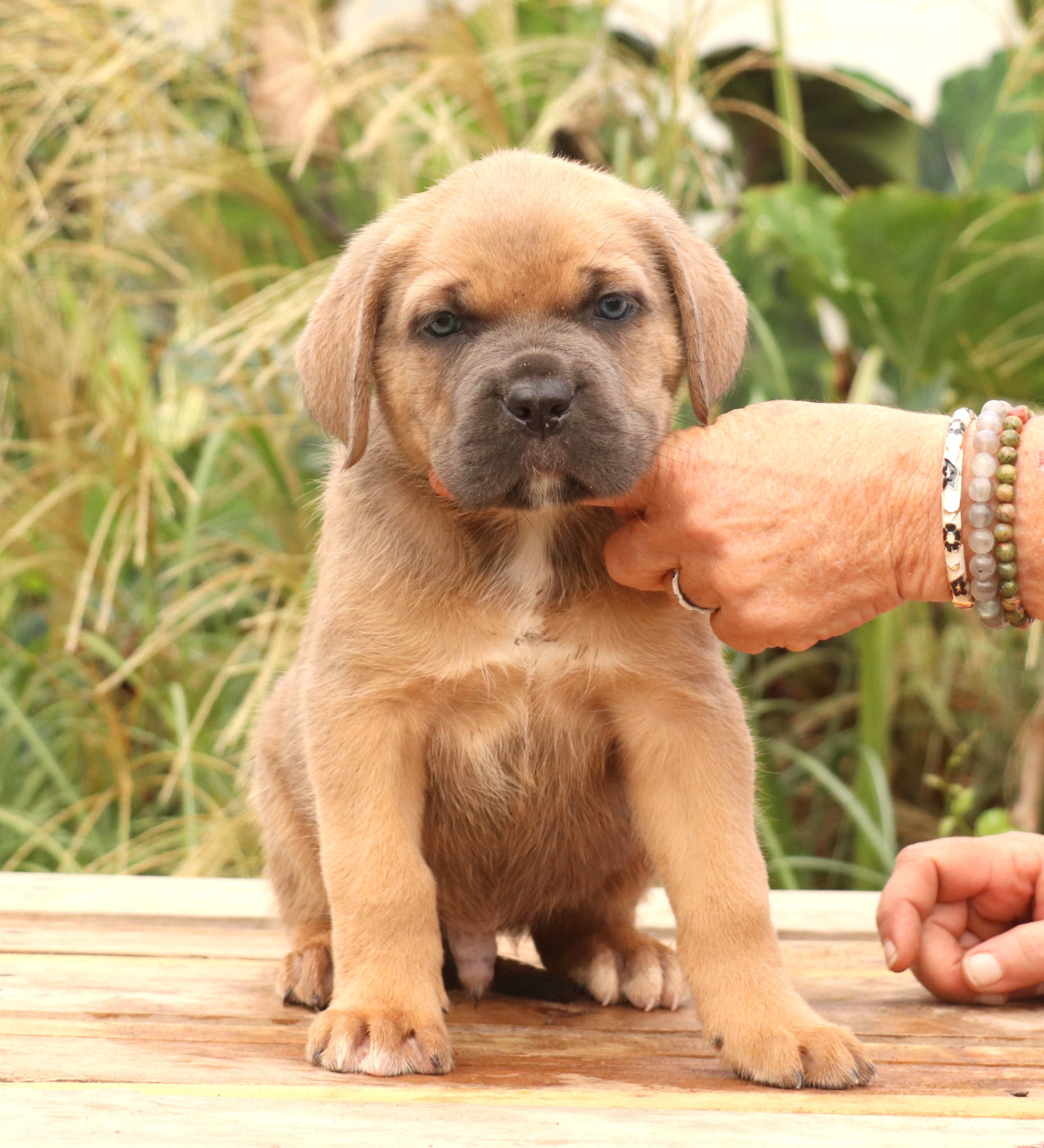 Du Domaine Des Vents Landais - Chiots disponibles - Cane Corso